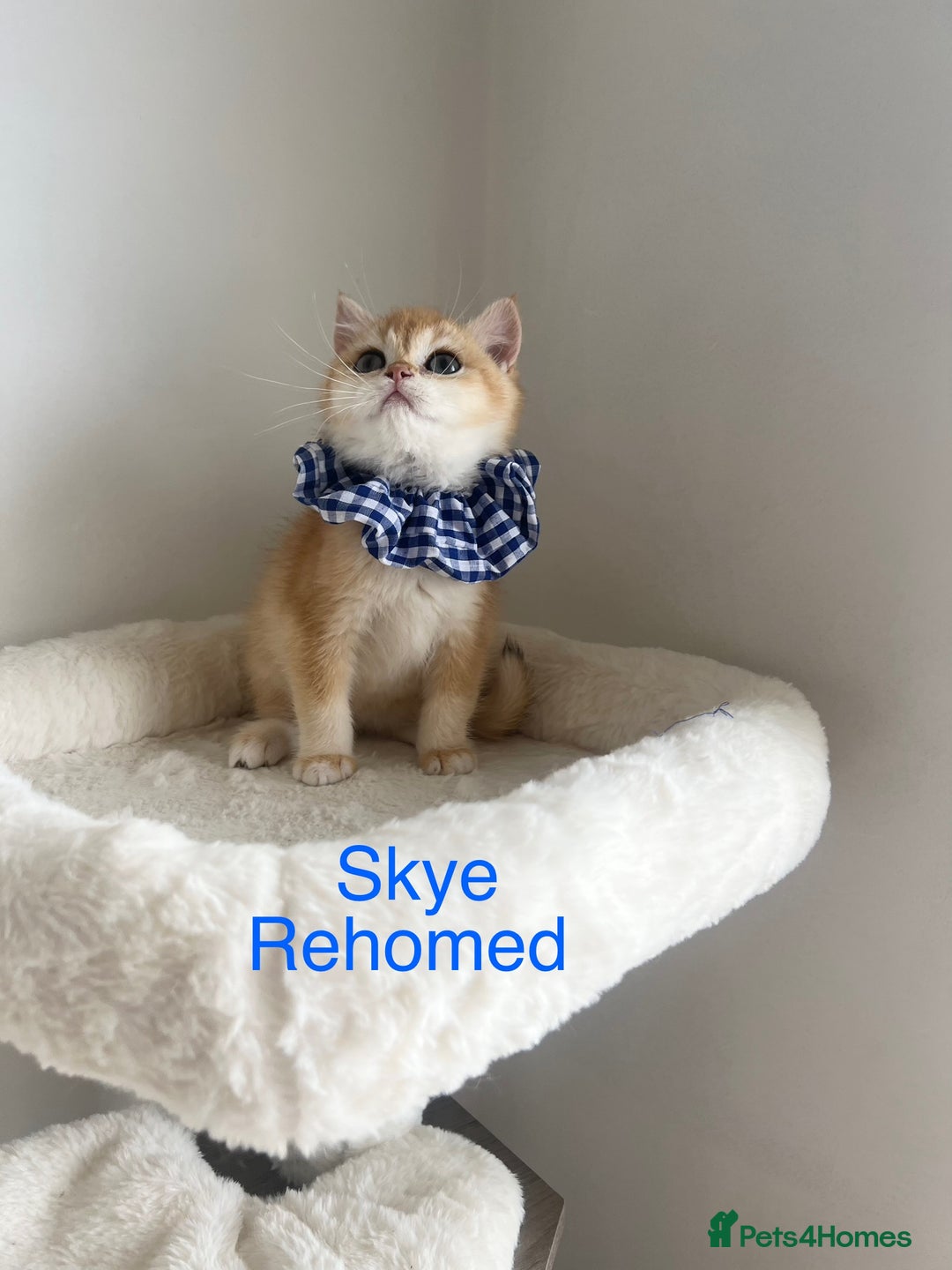British Shorthair cats for sale: Rare Golden NY12 British Shorthair Boy - Image 15