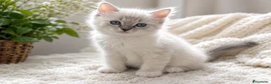 Ragdoll Kitten 2