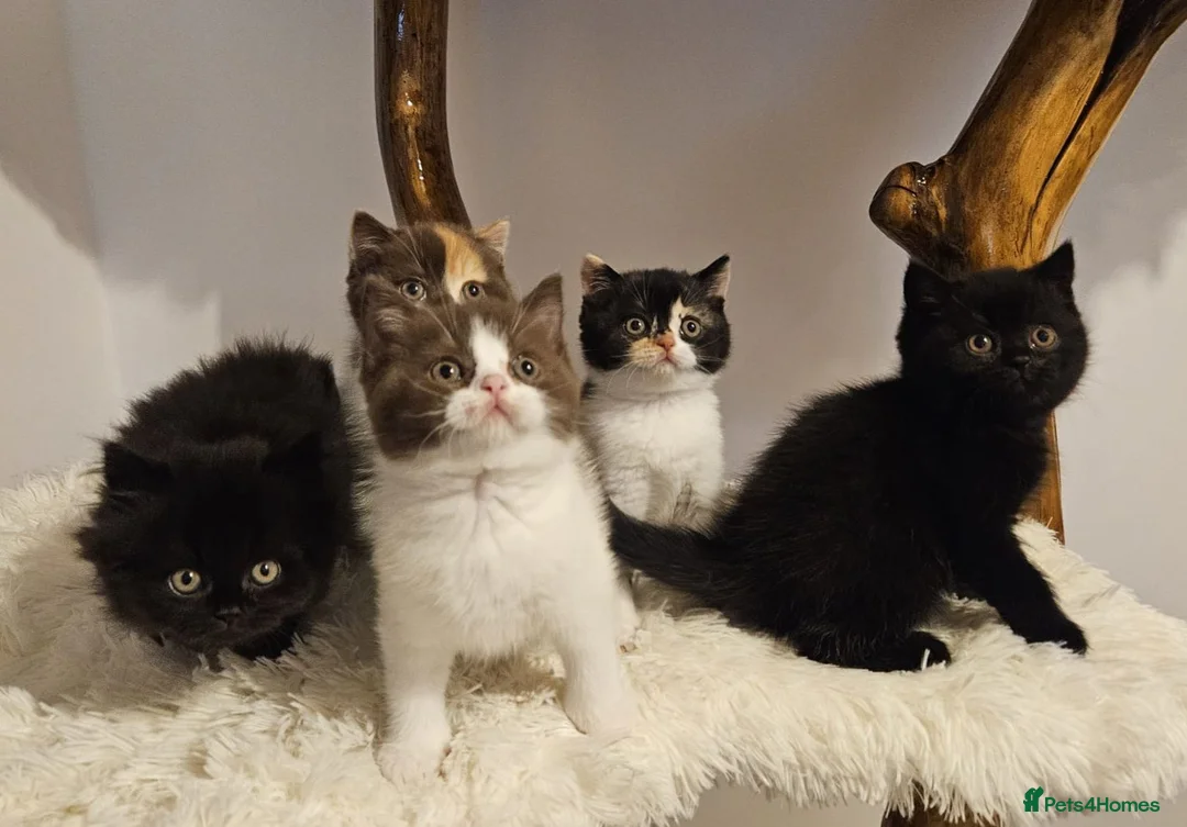 British Shorthair cats for sale: Tica British Shorthair & Longhair Champion Lines in Wigan - Advert 2