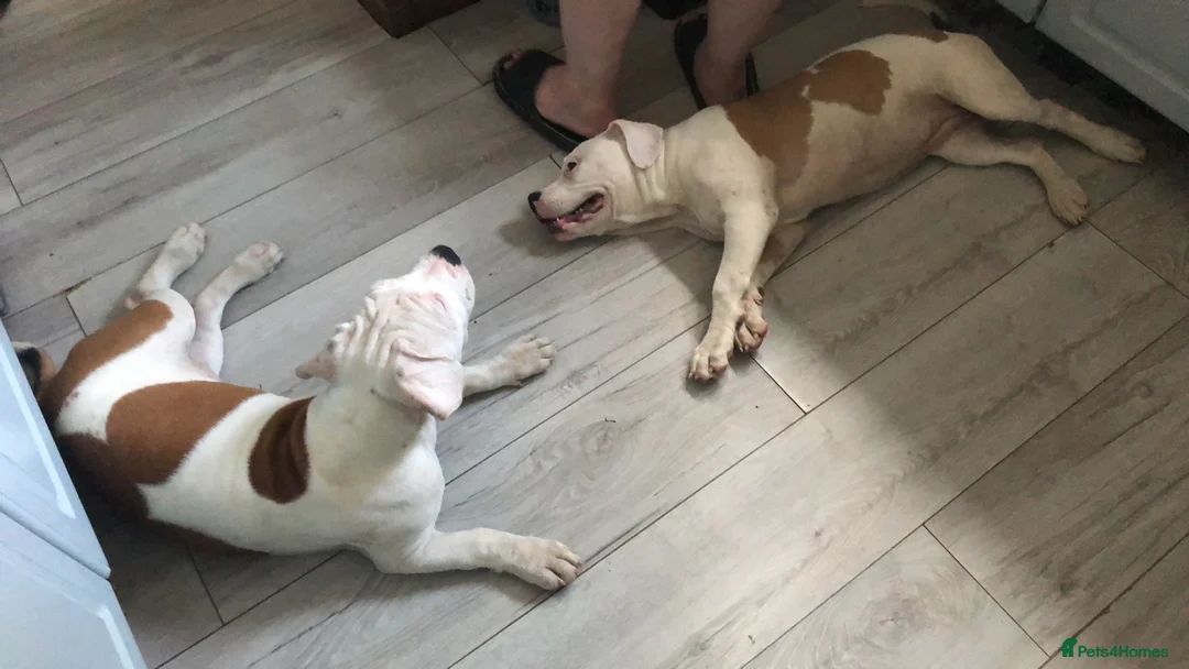 American Bulldog dogs for sale: American Bulldog puppy - Advert 1