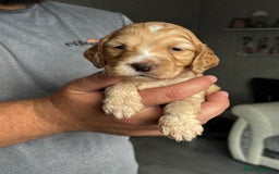 Cockapoo dogs for sale: OUTSTANDING FB1 COCKAPOOS - Image 13
