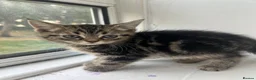 Mixed Breed cats for sale: Adorable Kittens Looking for Loving Homes in London - Advert 5