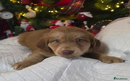 Cockapoo dogs for sale: Cockapoo puppies  - Advert 6