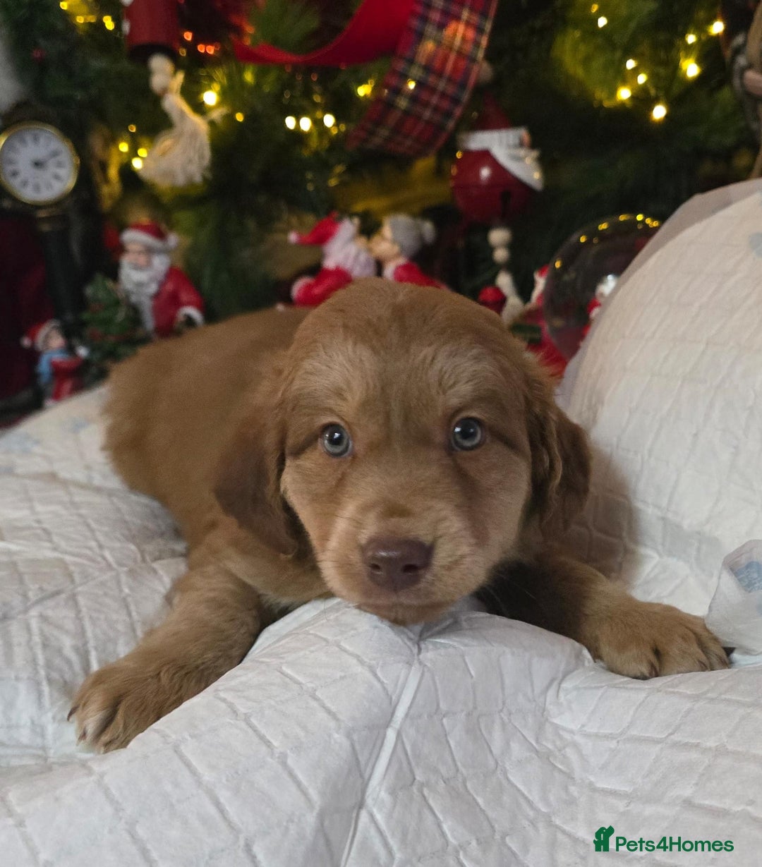 Cockapoo dogs for sale: Cockapoo puppies  - Advert 6