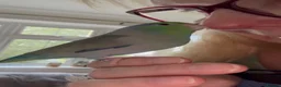 Budgerigars birds for sale: Beautiful Tame Male Parrotlet - Advert 5