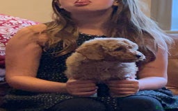 Cockapoo dogs for sale: Cute as Buttons! Cockapoo Puppies for Sale - Advert 8