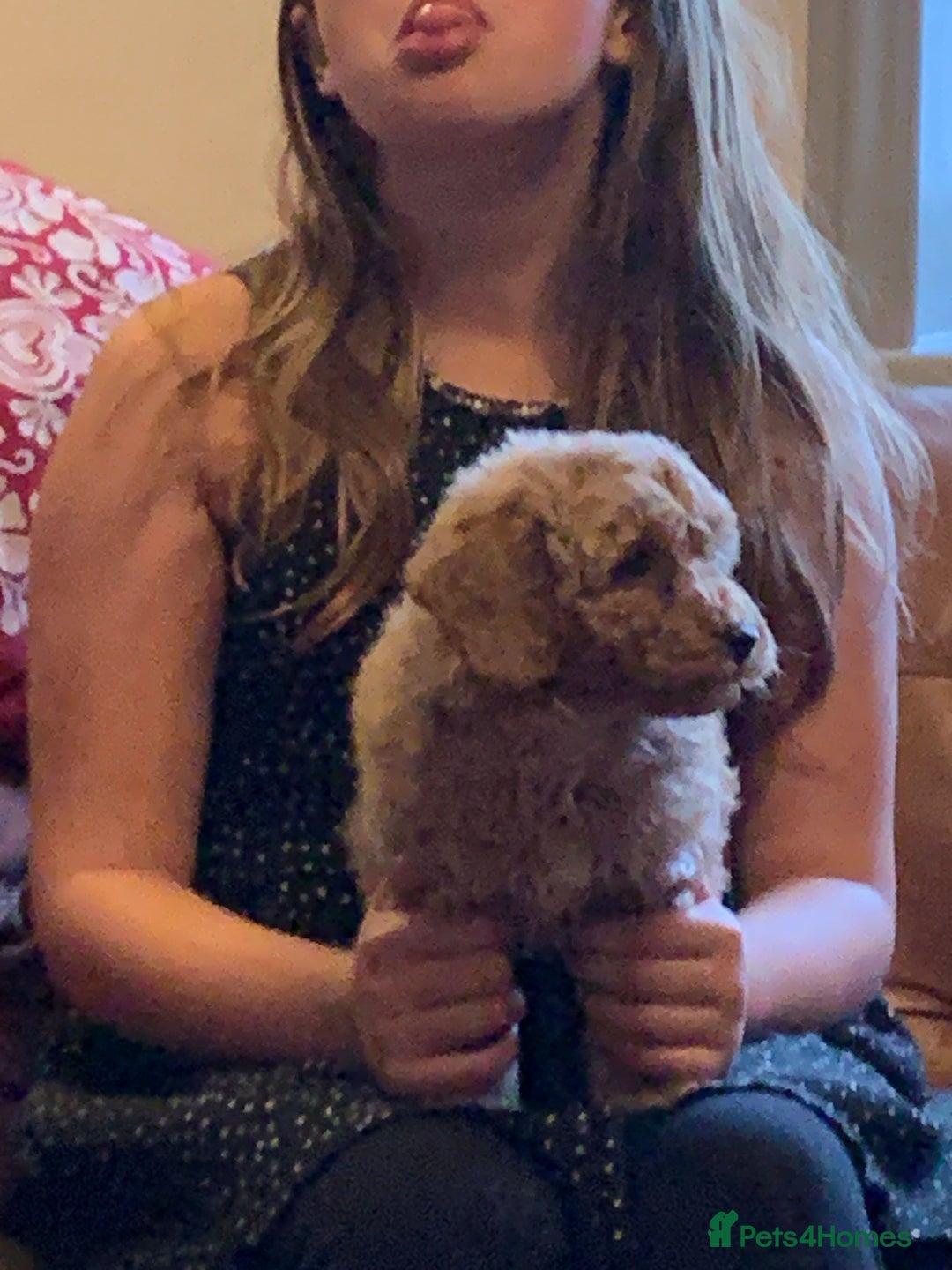 Cockapoo dogs for sale: Cute as Buttons! Cockapoo Puppies for Sale - Advert 8