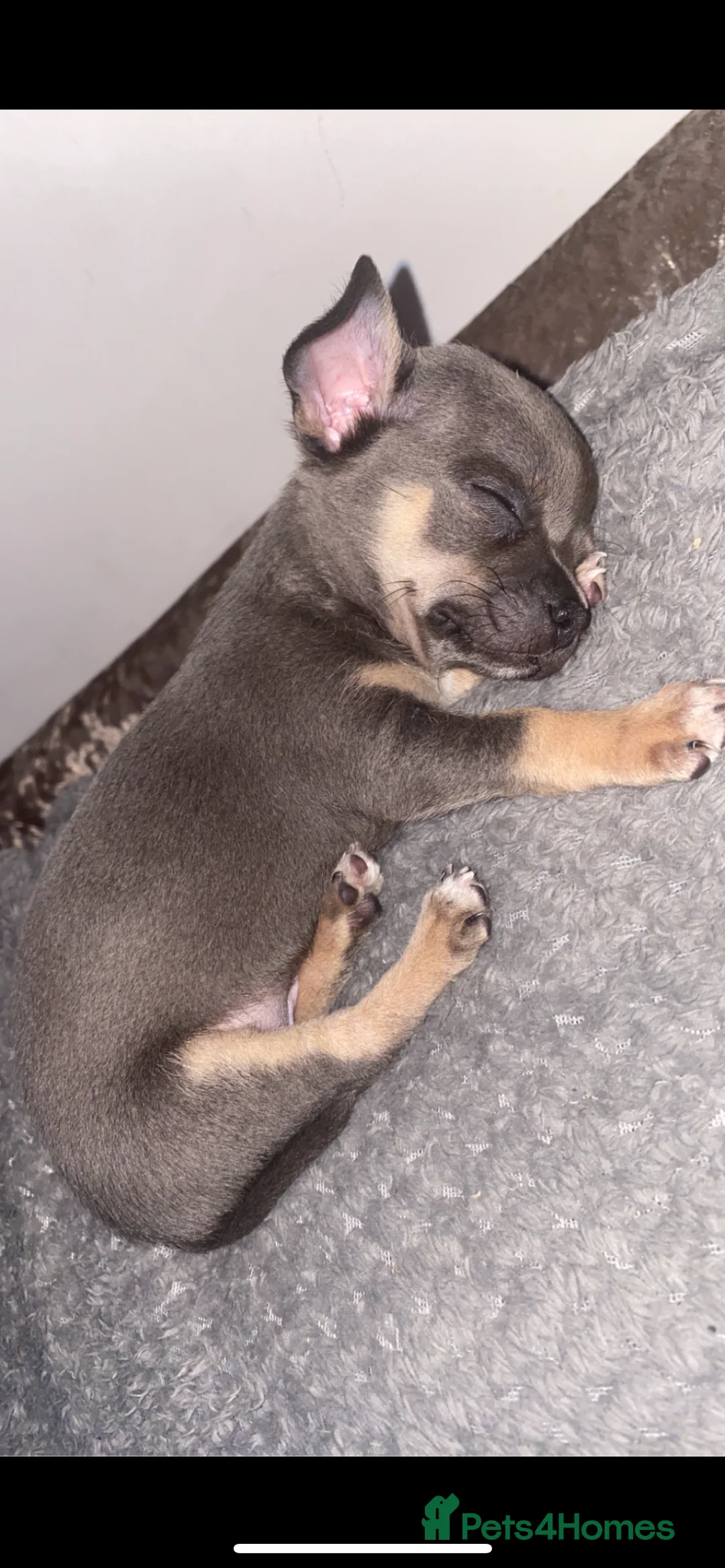 Chihuahua dogs for stud: Small chihuahua stud only not for sale proven  in Bury Saint Edmunds - Advert 20