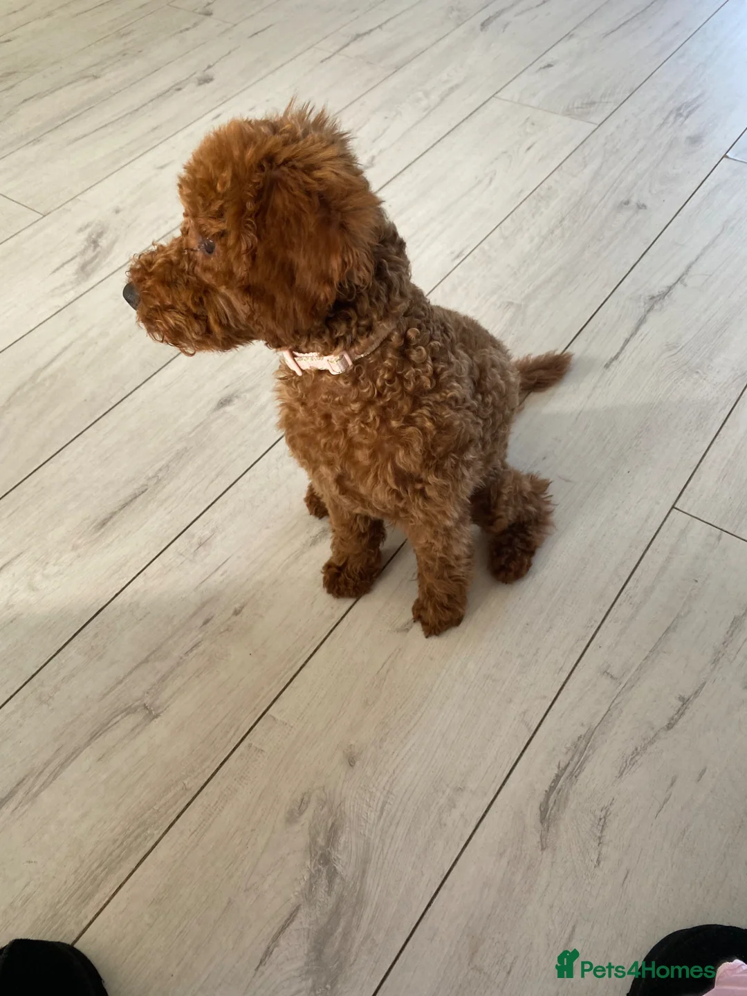 Maltipoo dogs for sale: Maltipoo - Advert 2