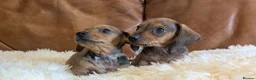 Miniature Dachshund dogs for sale: Beautiful Miniature Dachshund Puppies  - Advert 16