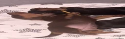 Miniature Dachshund dogs for sale: Miniature dachshund puppy last boy - Advert 27