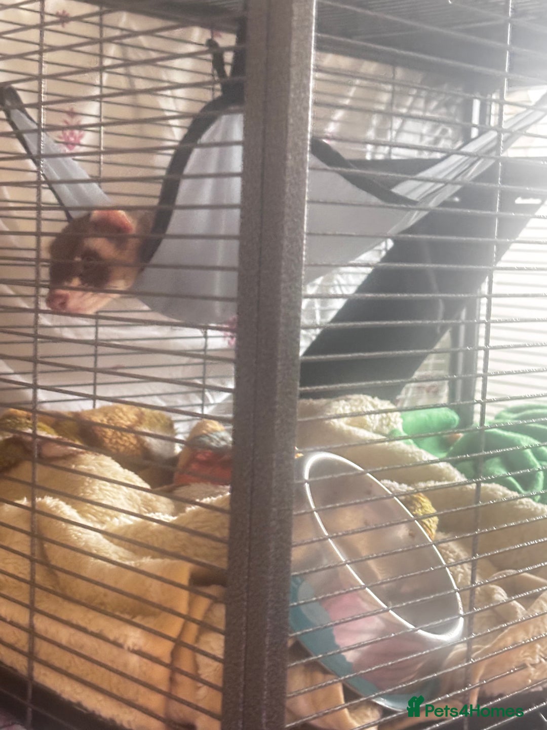 Ferret rodents for sale: Two male ferrets + cage etc - Advert 7