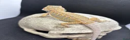 Bearded Dragon reptiles for sale: Spectacular baby dragons ready now  - Advert 5