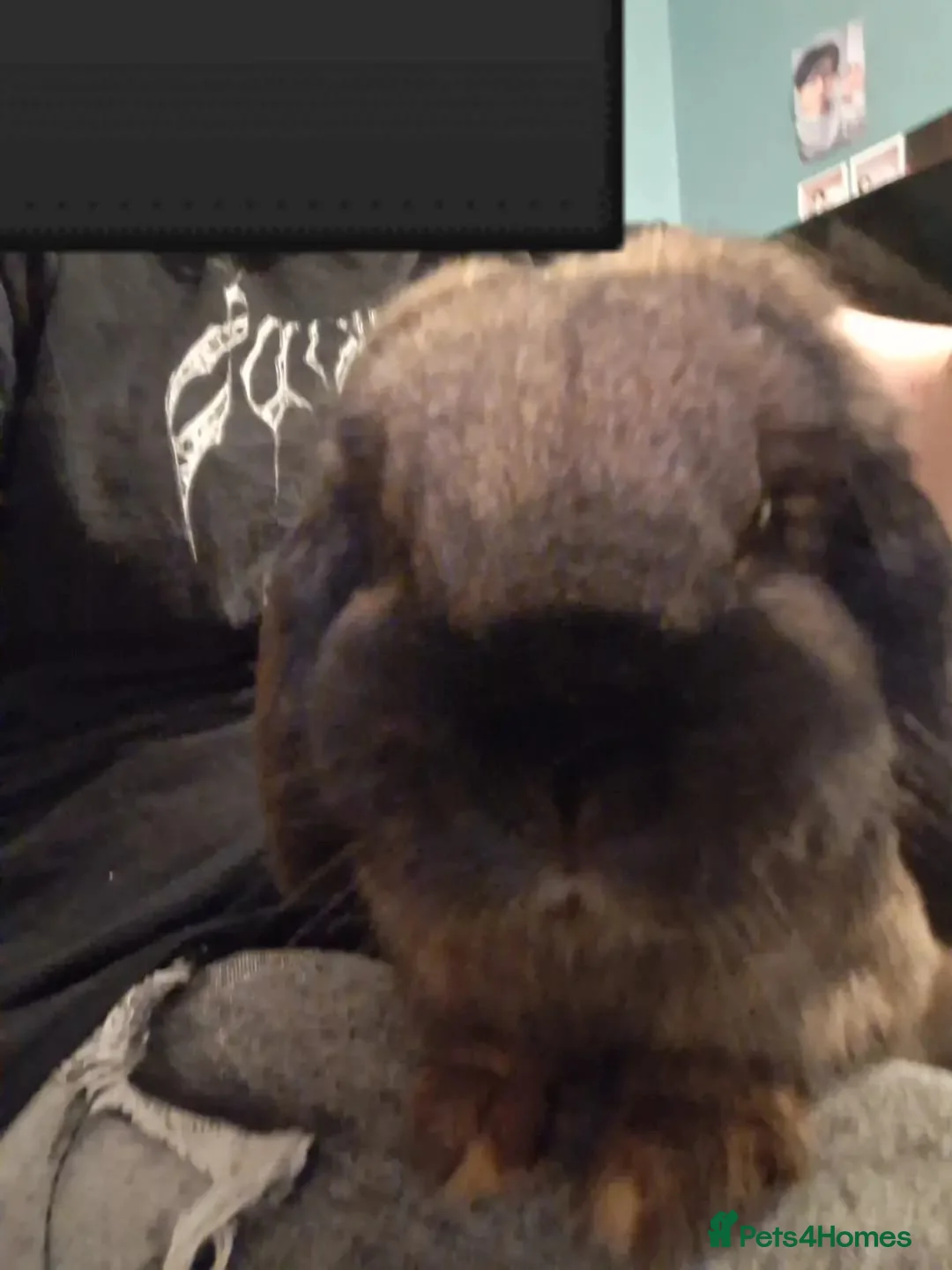 Mini Lop rabbits for sale: Male mini lop  - Advert 6