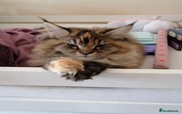 Maine Coon cats for sale: 5yr old Female Maine coon - Image 5