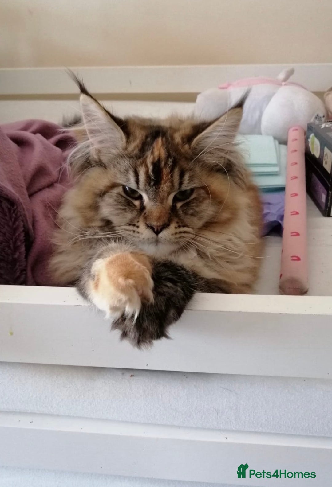 Maine Coon cats for sale: 5yr old Female Maine coon - Image 5