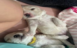 Mixed Breed dogs for sale: Cotton de tulears x spaniel - Image 10