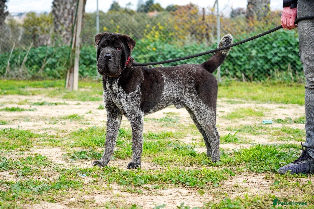 Shar Pei dogs Teddy, sharpei cross, is searching for his family  - Advert 1