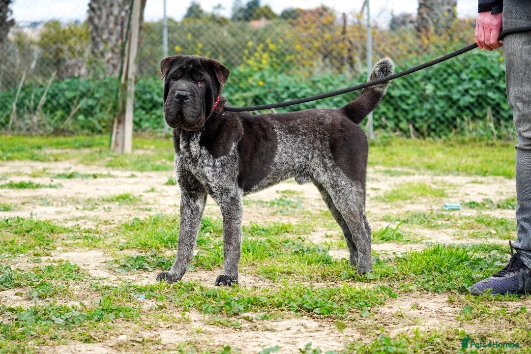 Shar Pei dogs for adoption: Teddy, sharpei cross, is searching for his family  in Spilsby - Advert 1