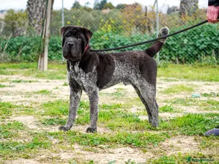 Shar Pei dogs Teddy, sharpei cross, is searching for his family - Advert 1