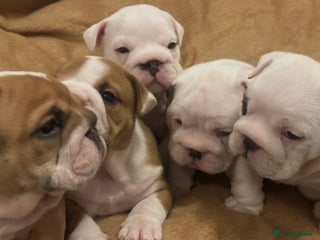 English Bulldog dogs Full Pedigree KC Registered English Bulldogs - Advert 19