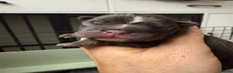 French Bulldog dogs for sale: 🐾Amazing French Bulldog Puppies🐾 - Advert 5