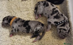 Great Dane dogs for sale: Exceptional pups, extensively health tested parent - Image 8