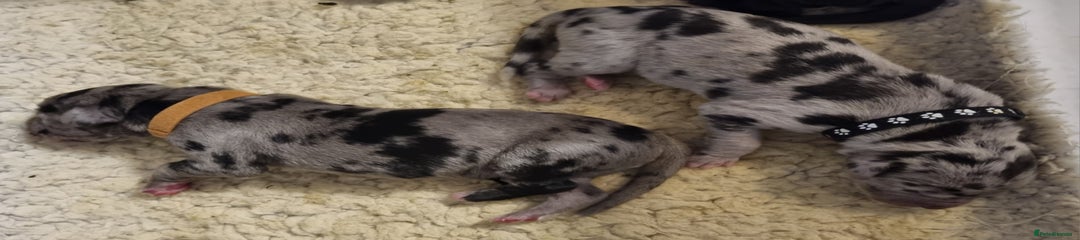 Merle Male - brown collar