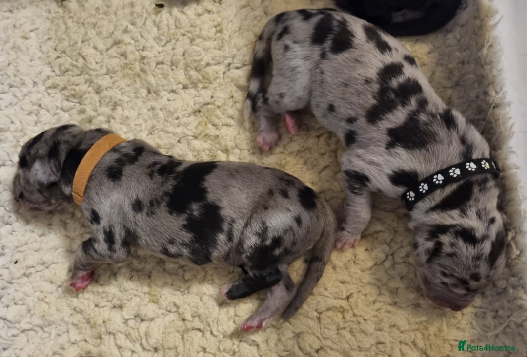Great Dane dogs for sale: Exceptional pups, extensively health tested parent - Image 8