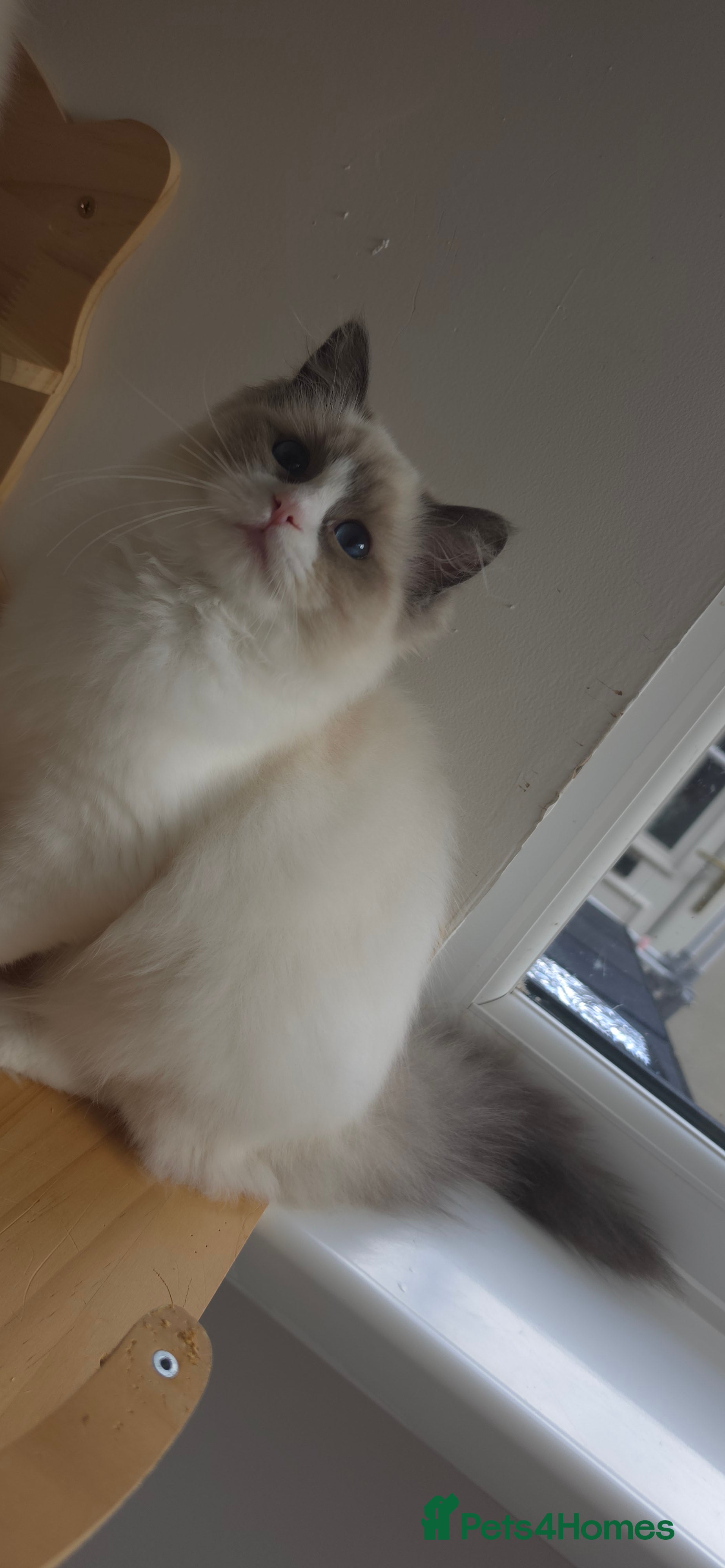 Ragdoll cats GCCF kittens are available active. - Advert 2