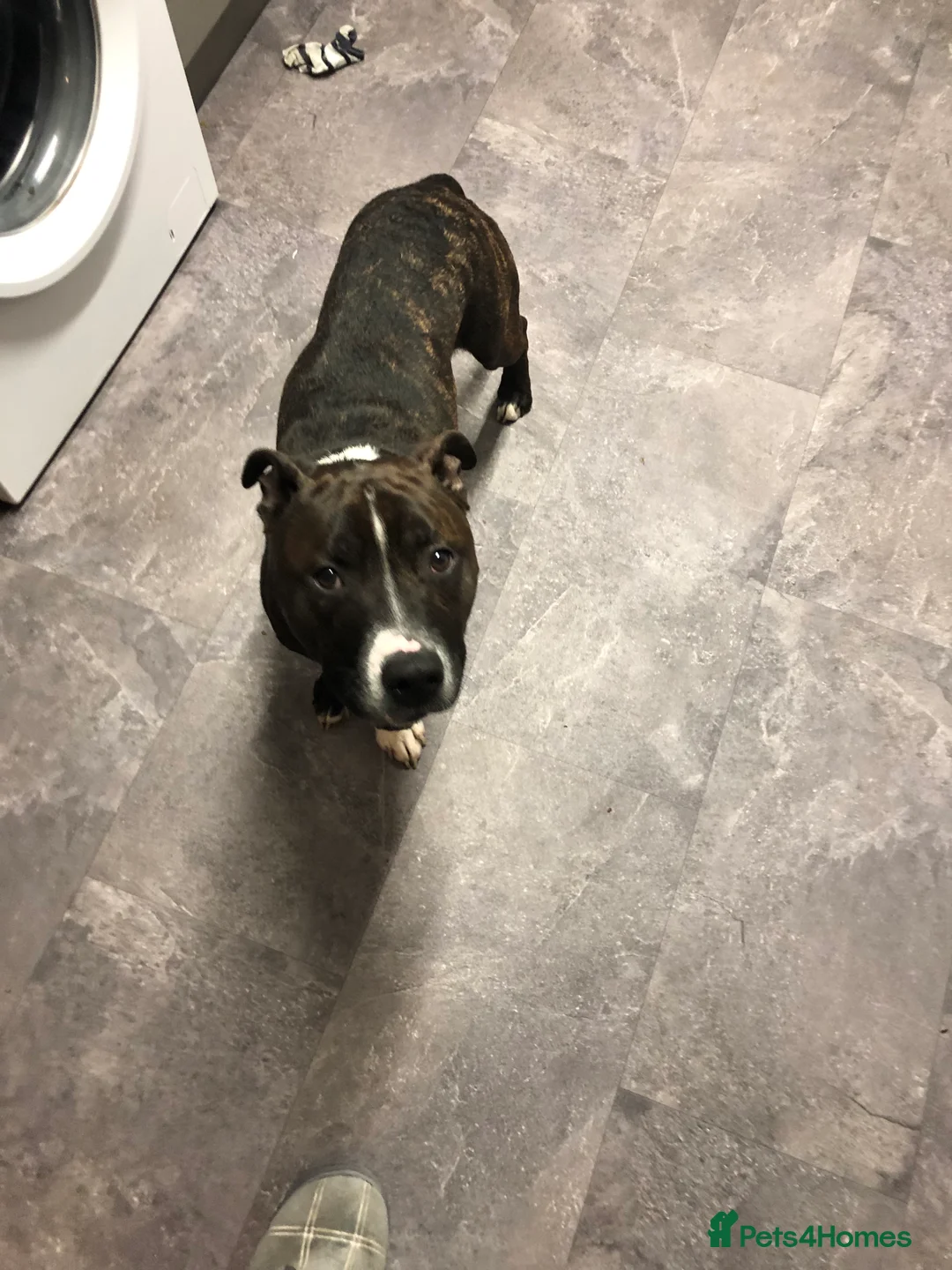 Staffordshire Bull Terrier dogs for sale: Sad sale of Bobby our much loved staffy  - Advert 2