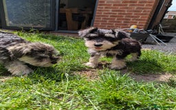 Miniature Schnauzer dogs for sale: Kc mini schnauzer pups for sale  - Image 6