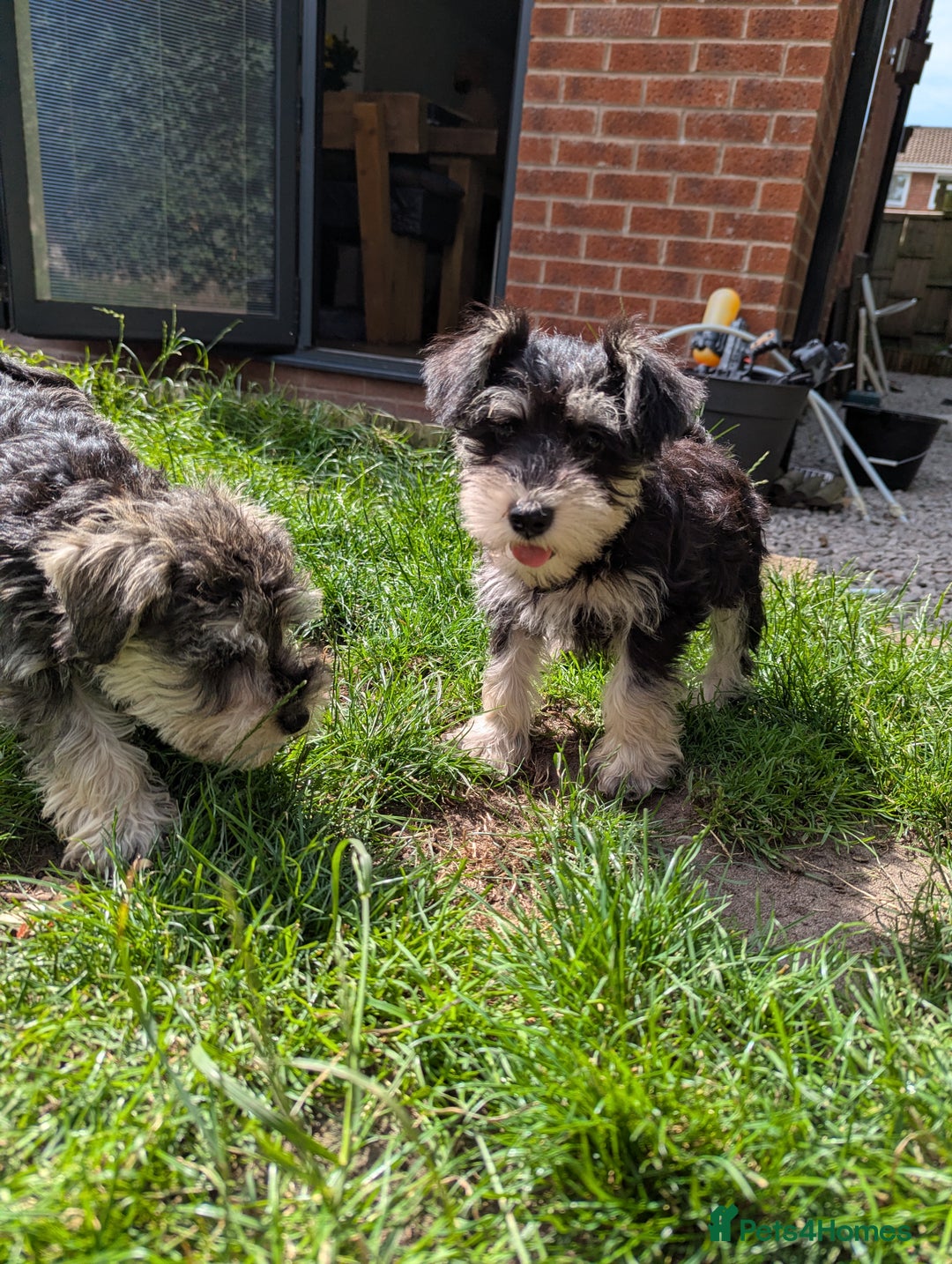 Miniature Schnauzer dogs for sale: Kc mini schnauzer pups for sale  - Image 6