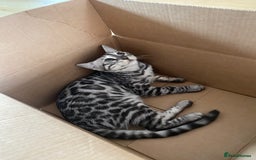 Bengal cats for sale: Beautiful Bengal kittens  in Cambridge - Image 24