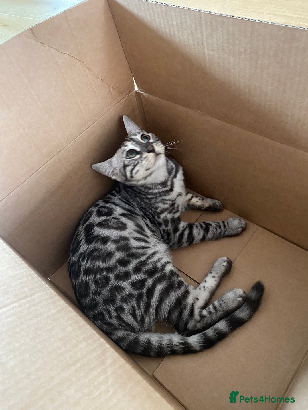 Bengal cats for sale: Beautiful Bengal kittens  in Cambridge - Image 24