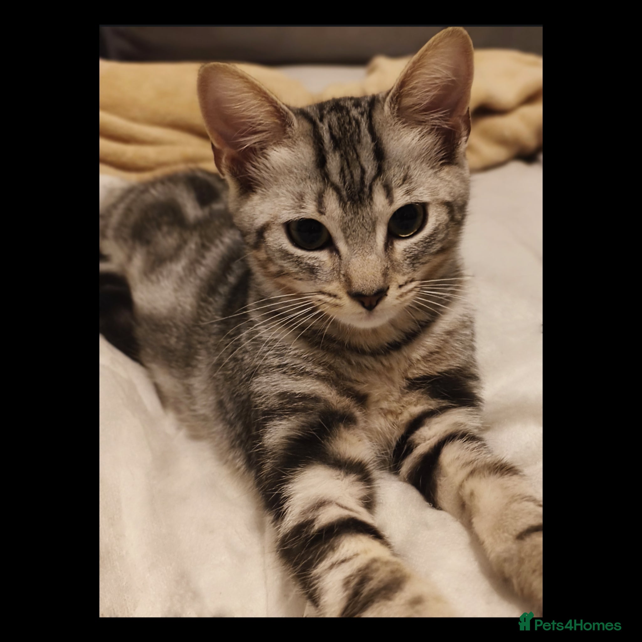 British Shorthair cats Beautiful kitten ready to go🐈❣️ - Advert 20