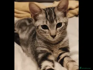 British Shorthair cats Beautiful kitten ready to go🐈❣️ - Advert 20