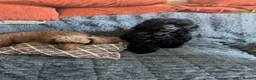 Toy Poodle dogs for sale: Toy poodle girl black 16 weeks old  - Advert 6