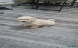 Maltese dogs for sale: Little Mia looking for forever home  - Image 4