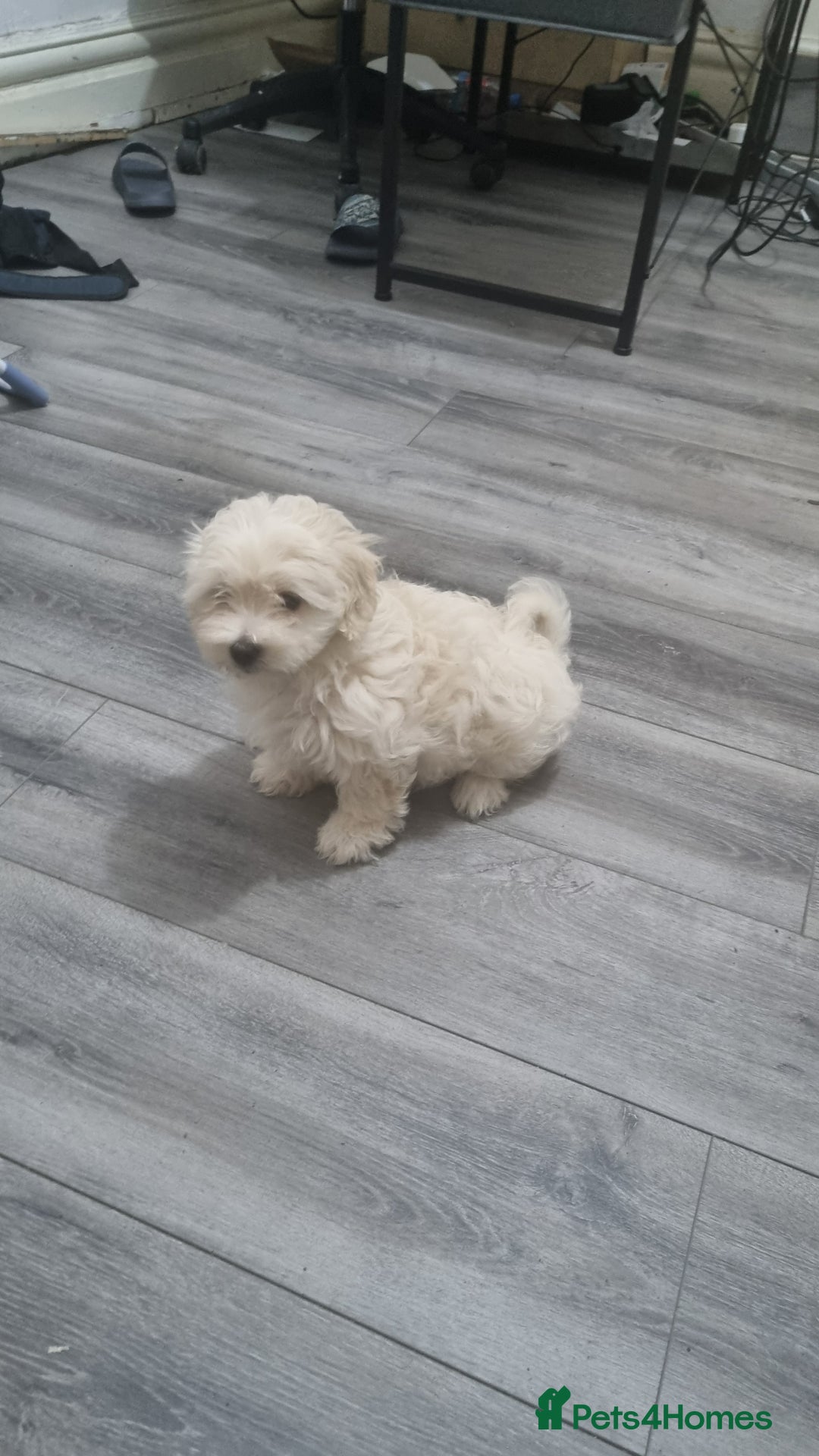 Maltese dogs for sale: Little Mia looking for forever home  - Image 4