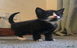 Mixed Breed cats for sale: 5 stunning babies ready in just over 2 weeks  - Image 16