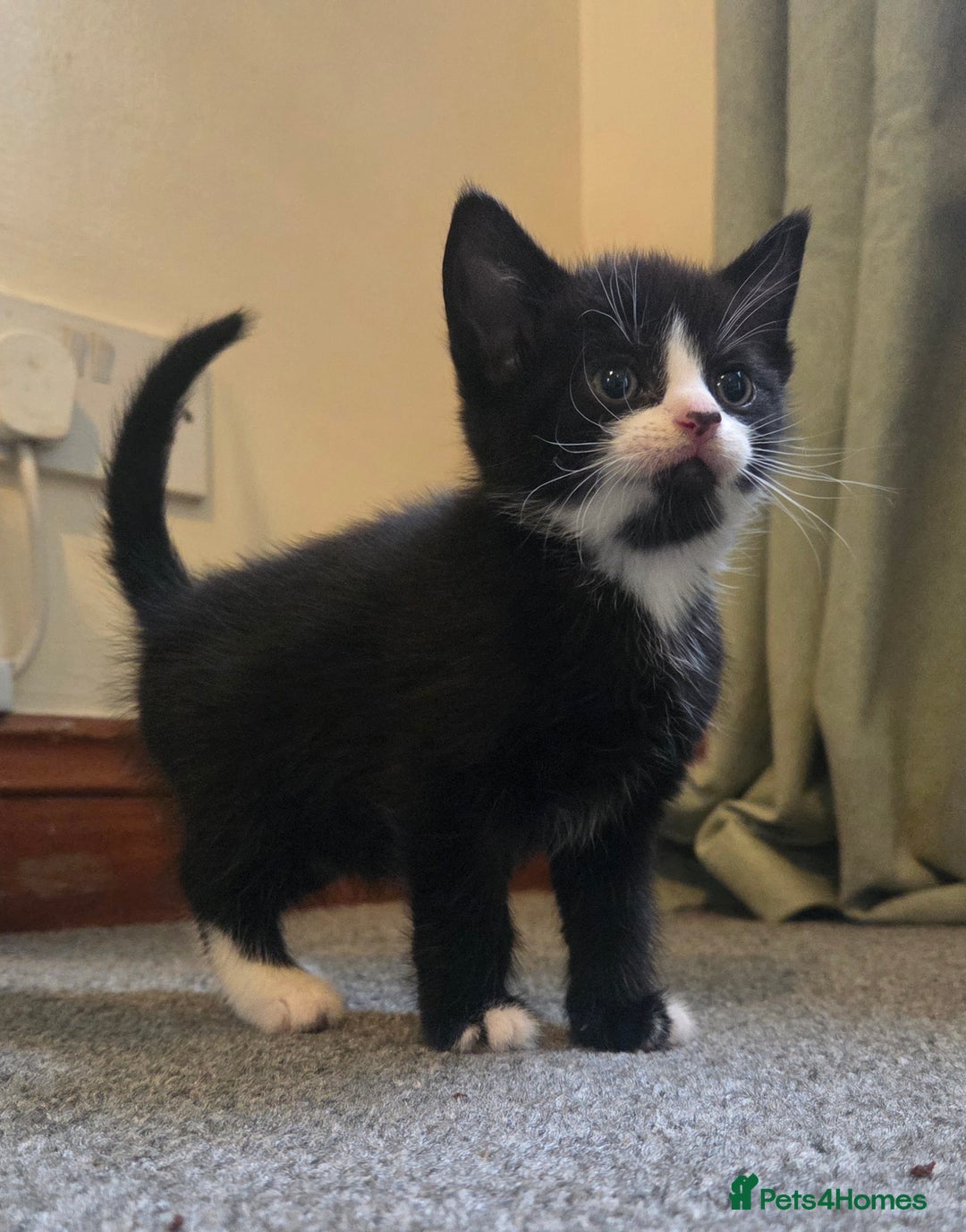 Mixed Breed cats for sale: 5 stunning babies ready in just over 2 weeks  - Image 16