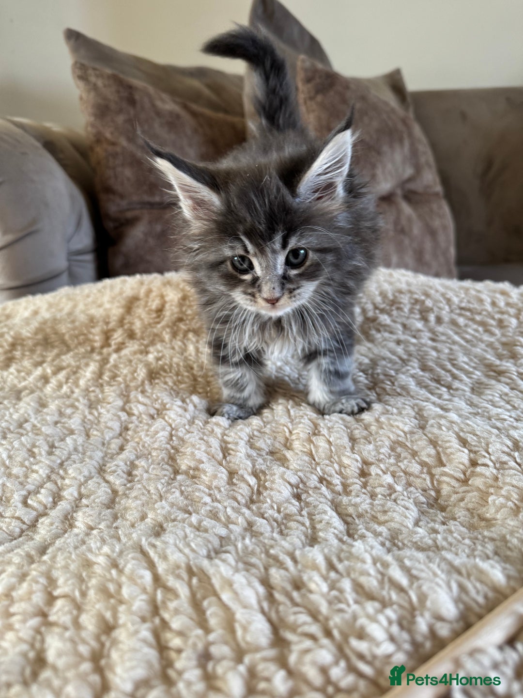 Maine Coon cats for sale: Stunning Maine coon kittens  - Advert 12