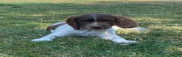 English Springer Spaniel dogs for sale: Kc registered English springer spaniel pups - Advert 3