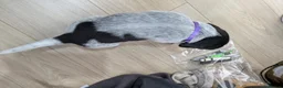 German Shorthaired Pointer dogs for sale: Gorgeous Black and Liver ticked GSP puppies - Advert 8