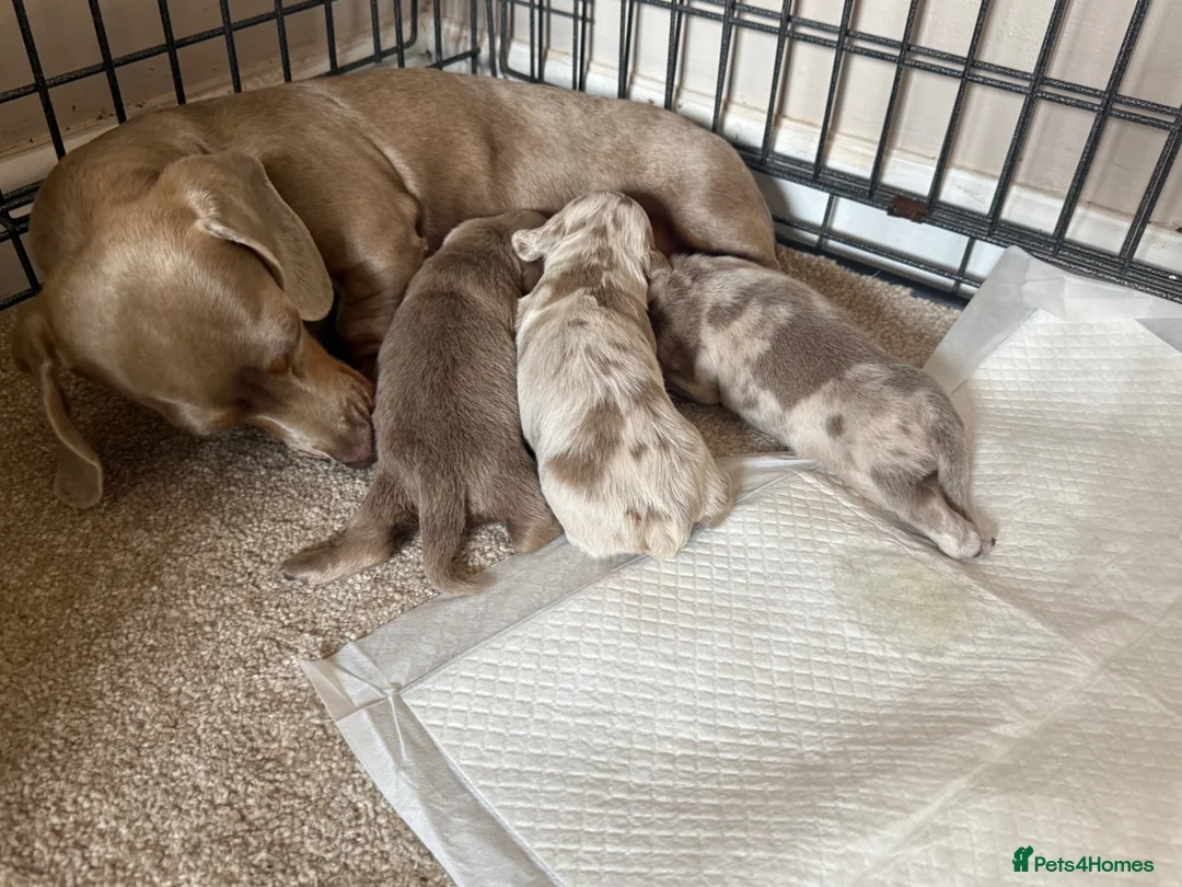 Miniature Dachshund dogs for sale: Miniature dachshund pups for sale  - Advert 10