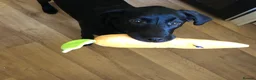Labrador Retriever dogs for sale: Labrador retriever puppy 10 months old  - Advert 2