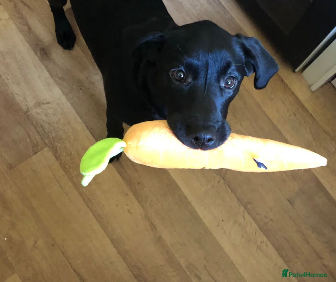 Labrador Retriever dogs for sale: Labrador retriever puppy 10 months old  - Advert 2