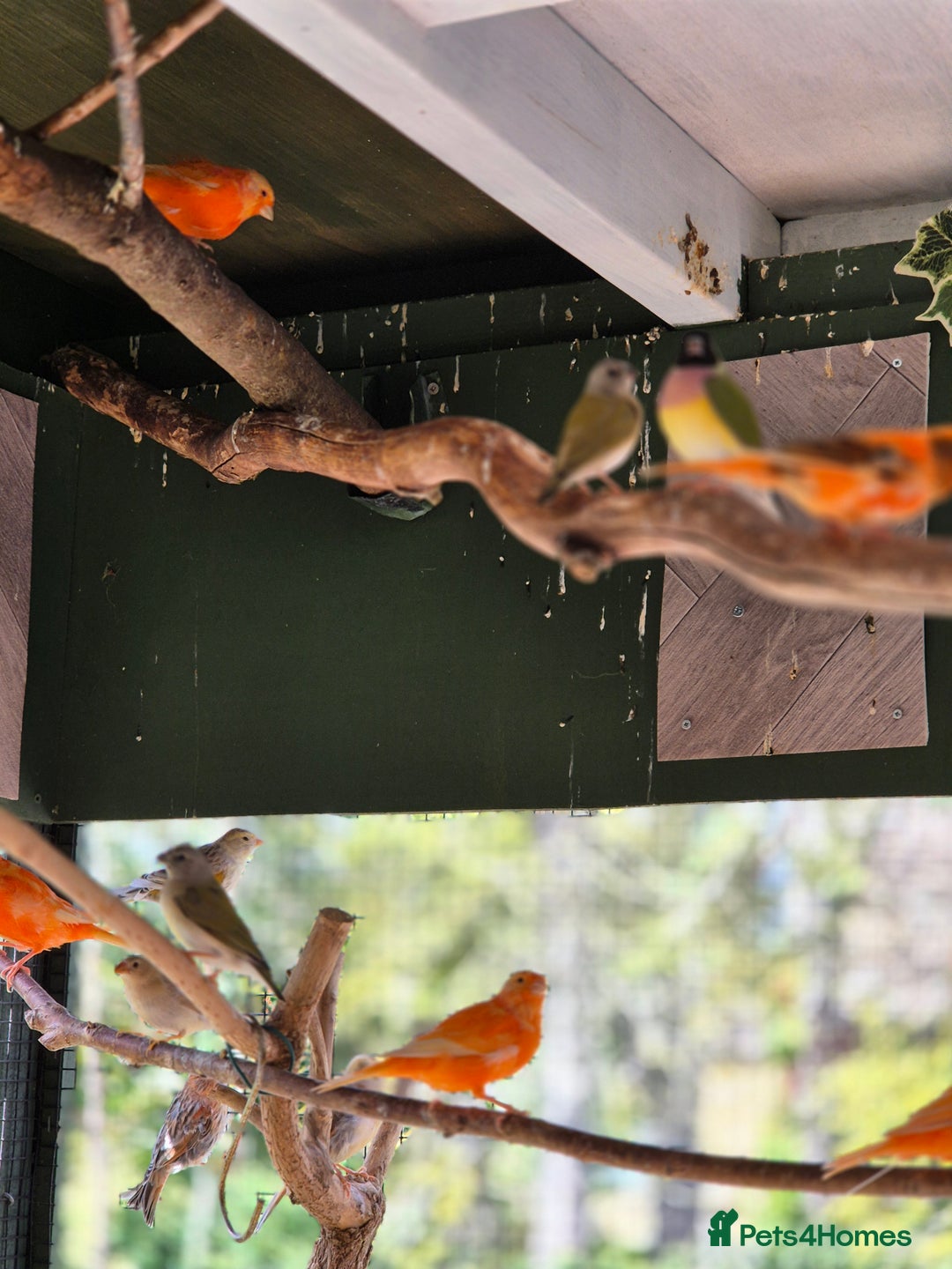 Canaries birds for sale: Canaries for sale beautiful markings  - Image 7