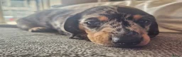 Dachshund dogs for sale: 3 dachshund puppies for sale Hull in Hull - Advert 7
